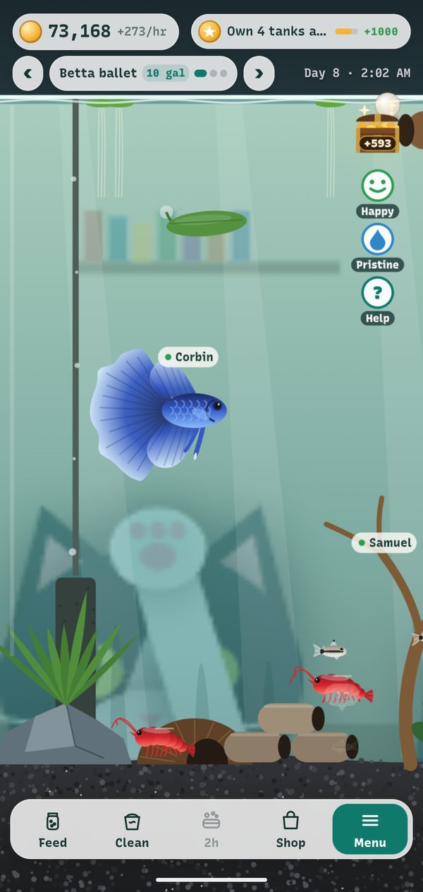 A blue betta named Corbin in a 10 gallon tank with cherry shrimp, a leaf hammock near the surface and a cat watching from outside the glass